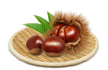 栗のイラスト リアル 毬栗 和栗