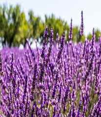 Champ de lavande à Valensole en Provence 