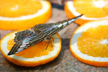 Colorful butterflies feed on orange slices.