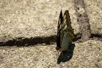A brown butterfly in the park. Caligo Atreus.