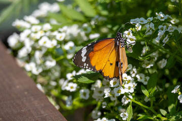 An orange butterfly on a white flower. Danaus plexippus.