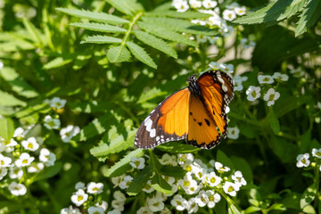 An orange butterfly on a white flower. Danaus plexippus.
