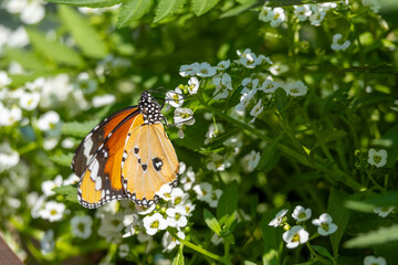 An orange butterfly on a white flower. Danaus plexippus.