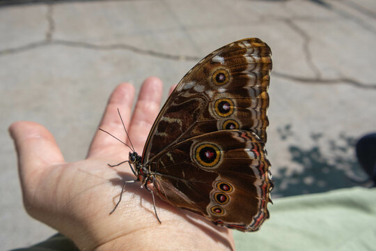 A brown butterfly in the park. Caligo Atreus. - Powered by Adobe
