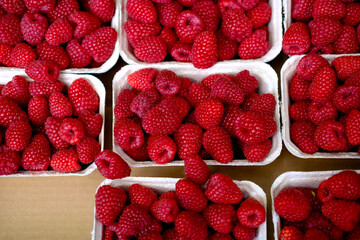 Close-up of vibrant raspberries in rectangular cardboard trays, emphasizing freshness and rich red color.