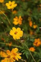 Bright Yellow Cosmos Flower Blossom In Natural Daylight Setting