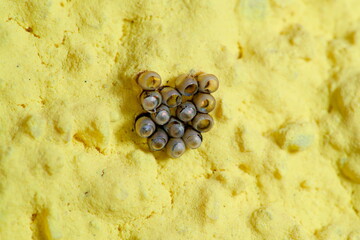 Egg cluster of a grey garden bug (possibly Rhaphigaster nebulosa) on a house wall in macro view....