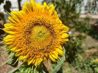 Girasole