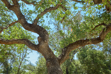 Large Oak Tree with Sprawling Branches in Sunlit Forest
