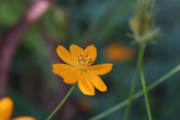 Bright Yellow Cosmos Flower Blossom In Natural Daylight Setting