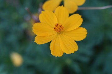 Bright Yellow Cosmos Flower Blossom In Natural Daylight Setting
