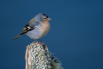 Azores Finch Pico Island 