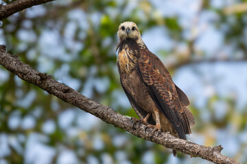 Black Collared Hawk (juv) Surinam 