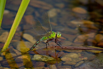 Close-up of Grosse Koenigslibelle, emperor dragonfly, Anax imperator, showing detailed body and...