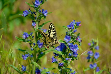 Swallowtail butterfly (Papilio machaon) feeding on a blue flower in close-up. Macro image of the...