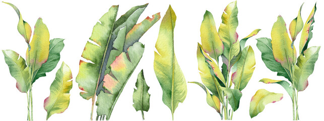 Set of tropical banana leaves. Delicate botanical clipart elements with soft green tones. Perfect for floral compositions, wedding invitations, branding, packaging, and DIY design projects.