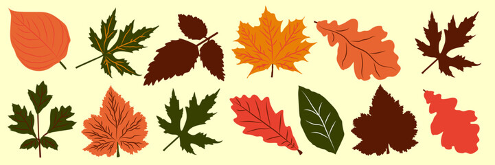 Autumn leaves.A set of bright colorful autumn leaves. A collection of leaves on a light background. Vector illustration