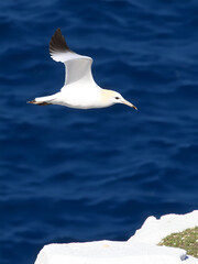 Obraz premium Landing Cape gannet, Lamberts Bay, South Africa