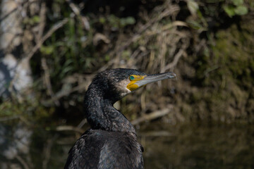 Grand Cormoran (Phalacrocorax carbo)