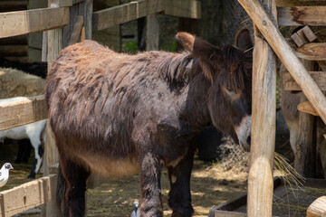 A brown donkey in a pen