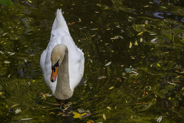 White swan in a pond.