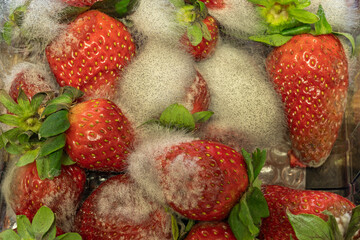 A pile of moldy strawberries