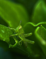 green leaf with dew drops
