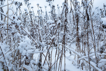 Snow-Covered Dried Wildflowers in Winter Field – Tranquil Nature Photography Featuring Frosty Seedheads and Pale Stems Beneath