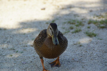 A peaceful duck glides across the water, its feathers shimmering in the natural light. The reflection on the still surface adds a poetic touch to this tranquil scene.

