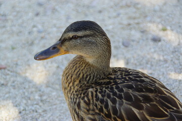 A peaceful duck glides across the water, its feathers shimmering in the natural light. The reflection on the still surface adds a poetic touch to this tranquil scene.

