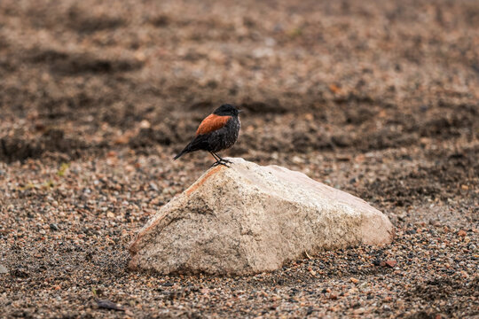 Austral negrito little bird perched on a rock