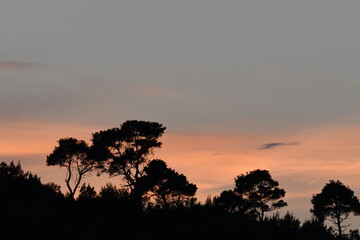 Serene Sunset Silhouette of Trees Against a Colorful Sky