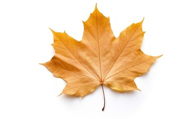 Field maple leaf plant tree white background.