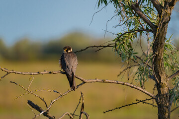 A Eurasian Hobby (Falco subbuteo) perched calmly on a shrub branch, bathed in warm golden light at sunset – a rare moment of stillness captured in the wild.