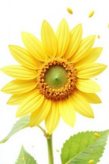Obraz premium Several sunflower seeds in mid-air against pure white, nature, healthy