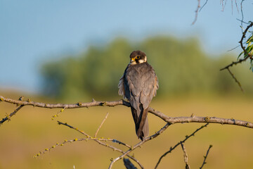 A Eurasian Hobby (Falco subbuteo) perched calmly on a shrub branch, bathed in warm golden light at sunset – a rare moment of stillness captured in the wild.