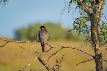 A Eurasian Hobby (Falco subbuteo) perched calmly on a shrub branch, bathed in warm golden light at sunset – a rare moment of stillness captured in the wild.