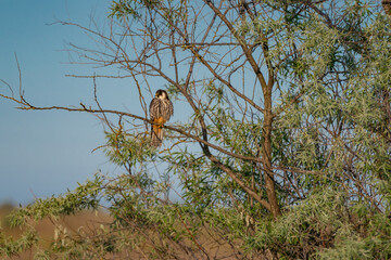 A Eurasian Hobby (Falco subbuteo) perched calmly on a shrub branch, bathed in warm golden light at sunset – a rare moment of stillness captured in the wild.