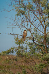 A Eurasian Hobby (Falco subbuteo) perched calmly on a shrub branch, bathed in warm golden light at sunset – a rare moment of stillness captured in the wild.