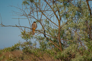 A Eurasian Hobby (Falco subbuteo) perched calmly on a shrub branch, bathed in warm golden light at sunset – a rare moment of stillness captured in the wild.