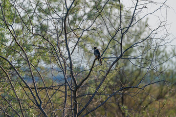 A Eurasian Hobby (Falco subbuteo) perched calmly on a shrub branch, bathed in warm golden light at sunset – a rare moment of stillness captured in the wild.