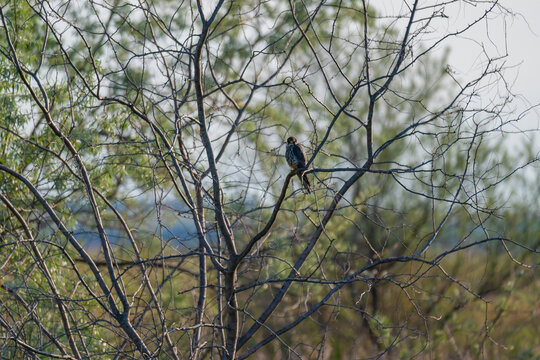 A Eurasian Hobby (Falco subbuteo) perched calmly on a shrub branch, bathed in warm golden light at sunset – a rare moment of stillness captured in the wild. - Powered by Adobe