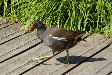 Bathed in golden sunlight, a black moorhen strides gracefully across the ground, its glossy...