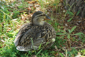 A duck stands on the shore, its feet firmly planted in the grass or damp ground. Its smooth...