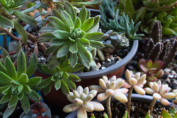 Colorful Mixed Succulent Plants in Pots – Echeveria, Aeonium, Sedum Jelly Beans in a Container...