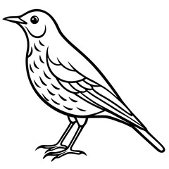 Line Art Bird Song Thrush White