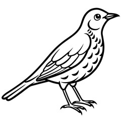 Line Art Bird Song Thrush White