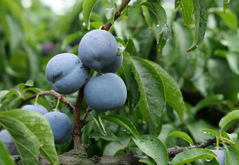 Mature plums on the trees in the orchard