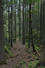 Obraz premium A serene dirt path winds through a dense, tall evergreen forest, inviting quiet walks and deep immersion into the tranquil beauty of nature's wilderness.