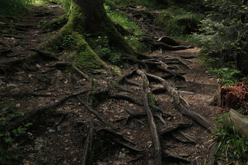 Ancient, gnarled tree roots spread across a shaded forest floor, highlighting the raw beauty and intricate patterns of nature's growth and stability in the wilderness